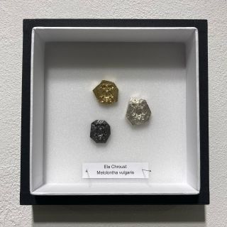 Tento víkend 17.-18.5 mě najdete na letní edici @lemarketcz v galerii Mánes. Brož Melolontha vulgaris sestává ze tří...